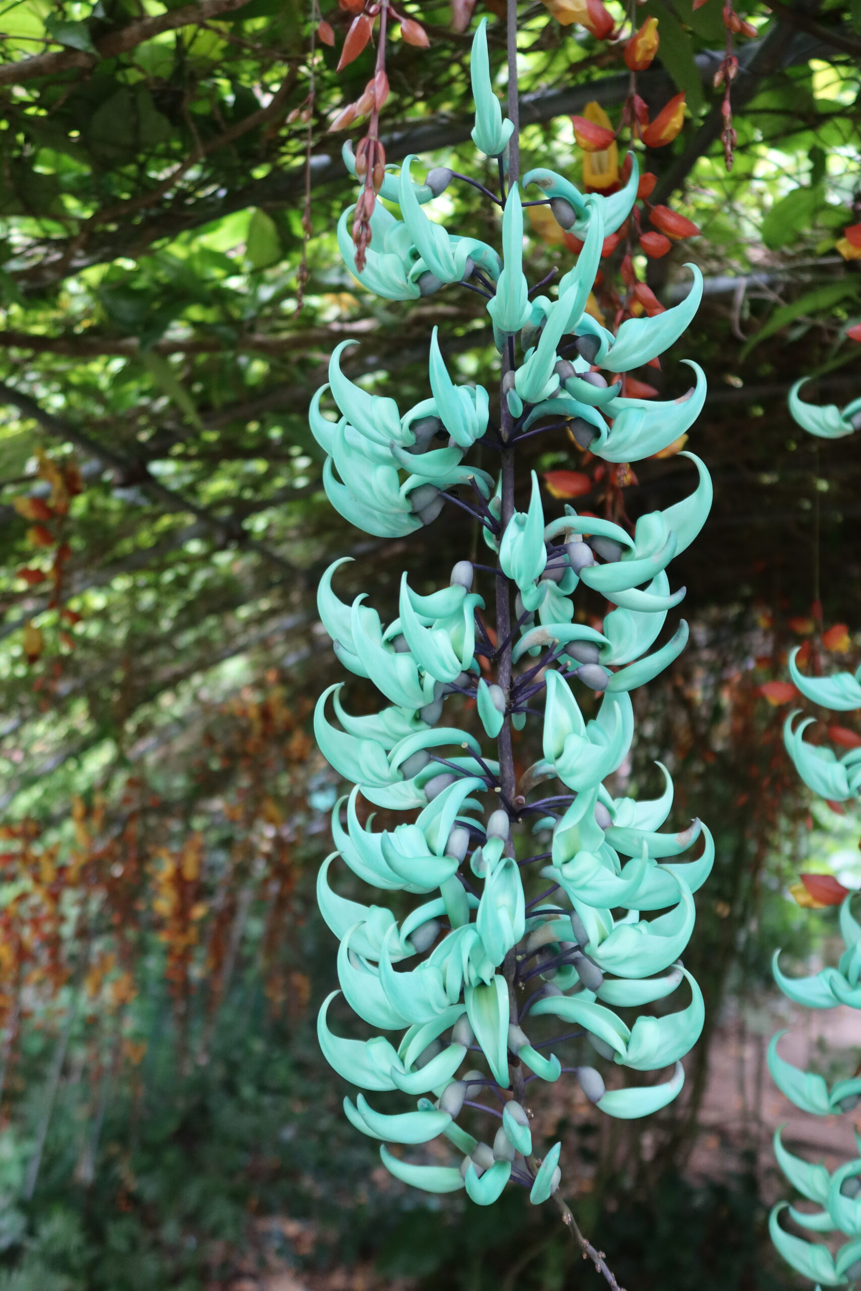 植物スポットのイメージ